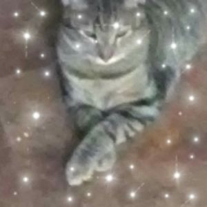 Meet your Posher, Lamont